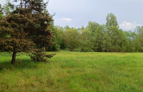 Parduodamas sklypas Panevėžio r. sav., Įstricos k.